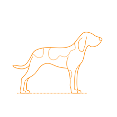 Animals Dogs American English Coonhound Svg Line Art, Free Vectors File
